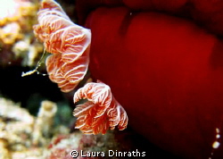 Macro shot of a spanish dancer's gills by Laura Dinraths 